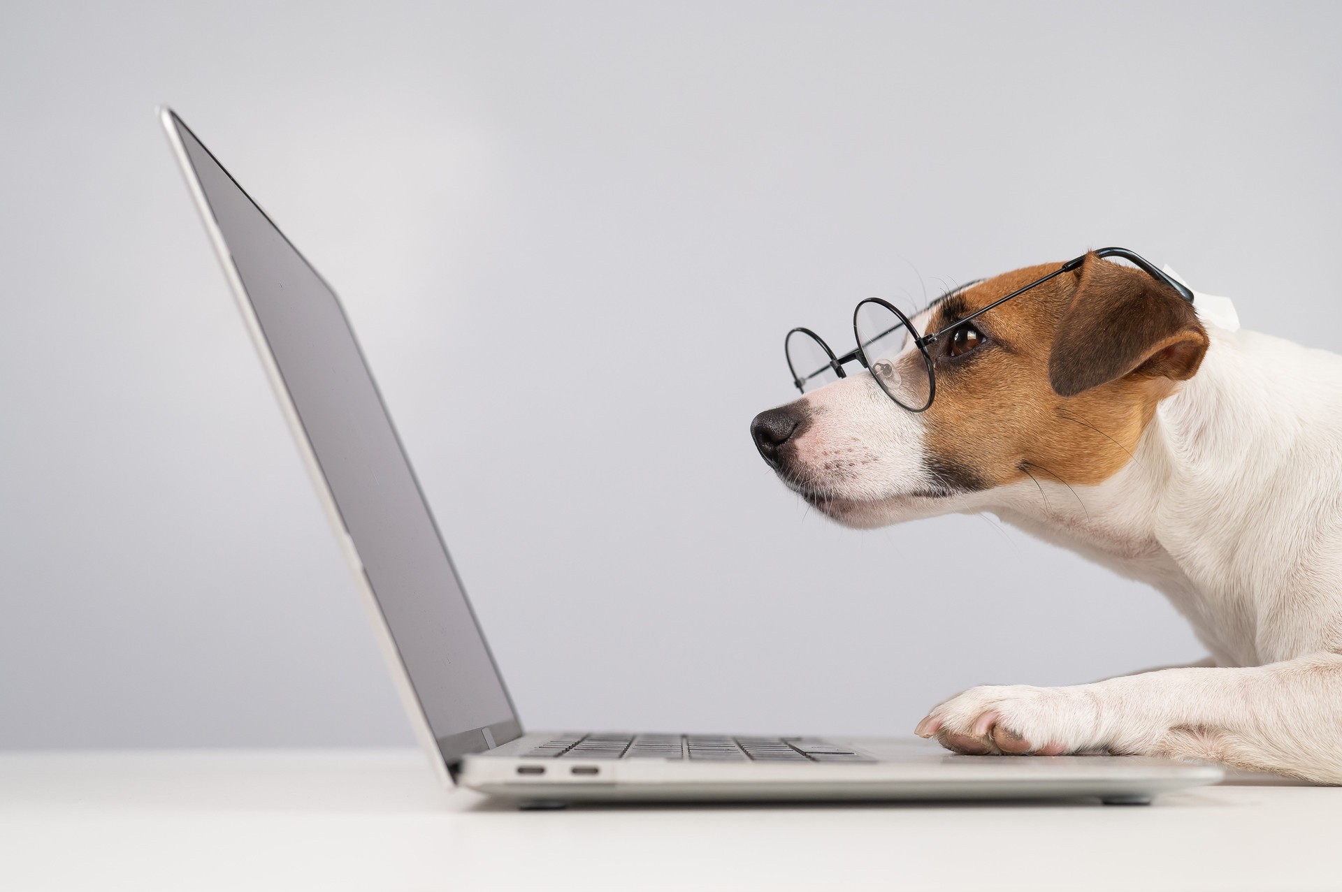 Portrait of dog jack russell terrier in glasses at work on a laptop.